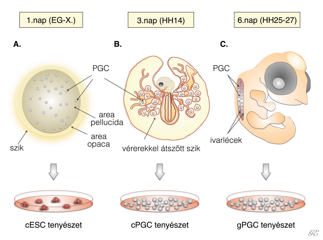 Embrionális fejlődés