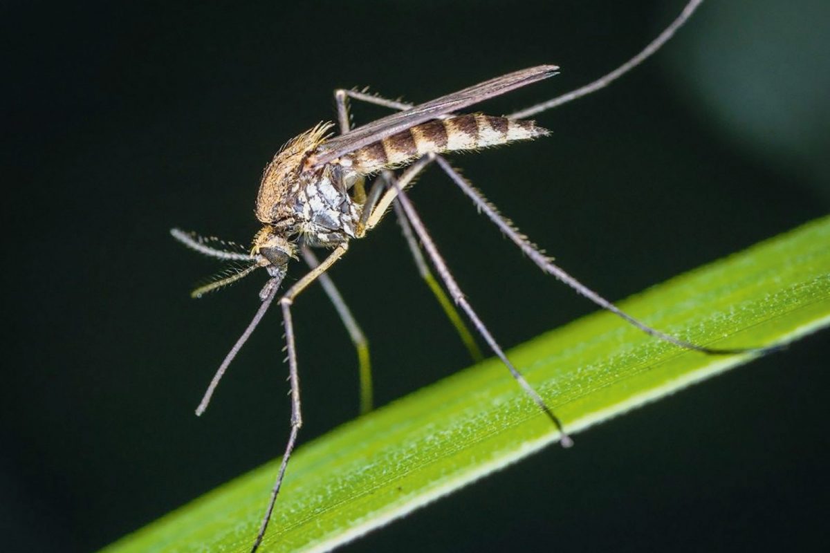 A szúnyogok viselkedése és az azt meghatározó tényezők – A vérszíváson és a zümmögésen túl
