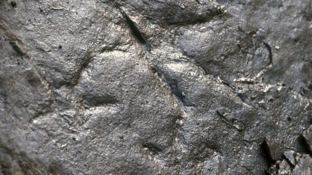 https://termvil.hu/wp-content/uploads/2020/06/komlosaurus3-640x360.jpg