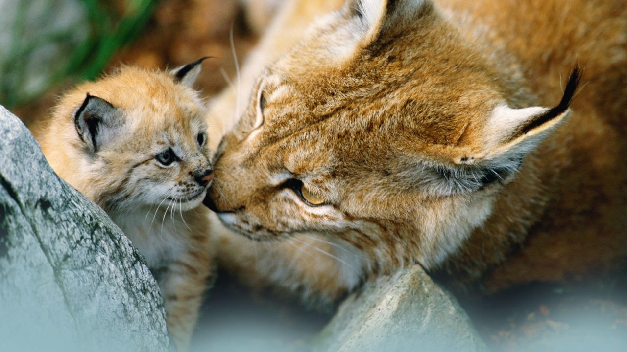 Európai vizsgálatok a nagyragadozók titkosügynökéről – A nevem Lynx, Lynx lynx