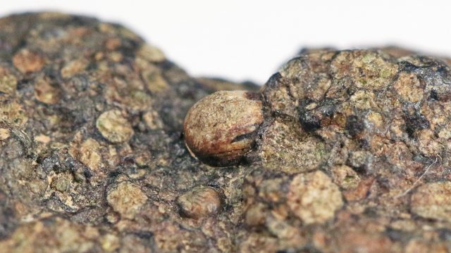 Egy meteoritgyűjtő kalandjai – Minta az ősi Naprendszerből