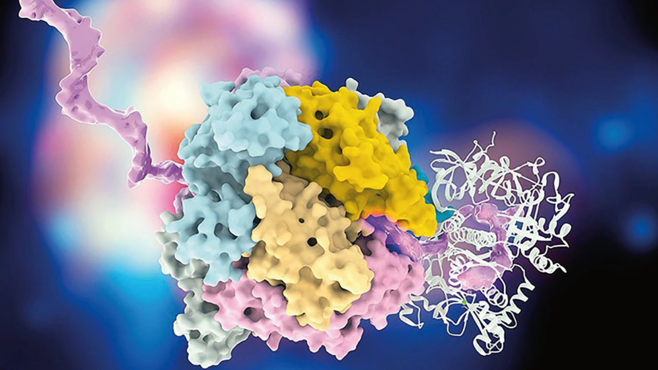 Új szerepekben az RNS – Változások a molekuláris biológia világképében