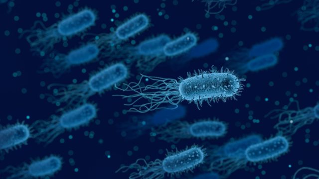 Élet egy parányi világban – Baktériumközösségek a természetben és a mikrocsipben