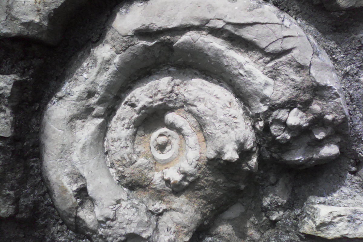Őslények a város közepén – A paleontológia az utcán hever