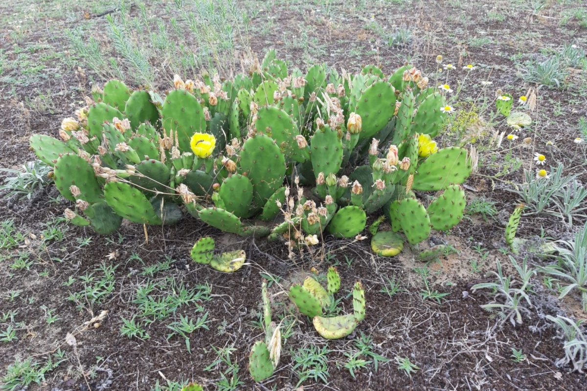 Új özönnövények, a kaktuszok – Ne ültessük ki a szabad természetbe!