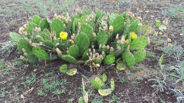 Új özönnövények, a kaktuszok – Ne ültessük ki a szabad természetbe!